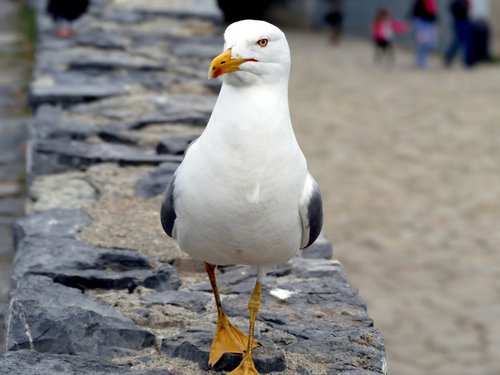 seagull_bird_birds_close_coast_seevogel_