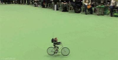 0. Робот-велосипедист.