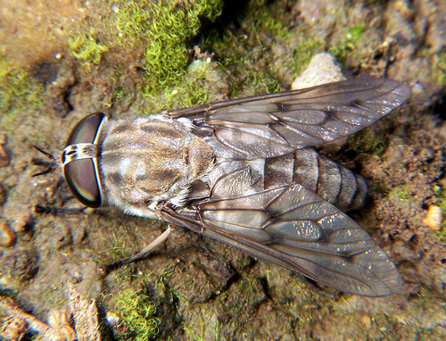 Horse_fly_Tabanus_2.jpg
