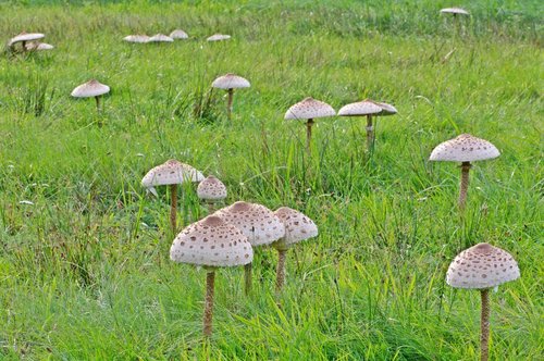 Macrolepiota-excoriata-006.jpg