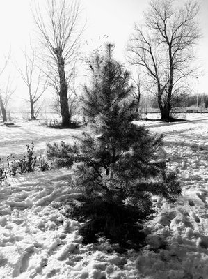 20171130_124222-EFFECTS.jpg?dl=1