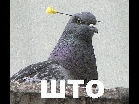 Проект "Што???" 2серія "Люстрація" - YouTube