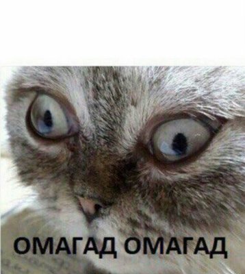 Создать мем с котом Омагад Омагад (Oh my God, Oh my God), скачать шаблон -  MR-MEM.RU
