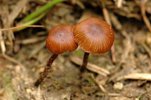 Psilocybe.montana.-.lindsey.thumb.jpg.fa3863dfb18d1bcb45c6bf4765824aec.jpg