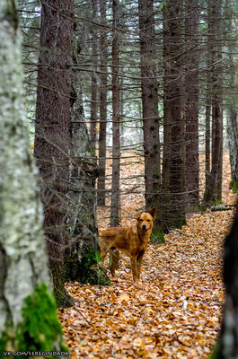 Без имени-41.jpg