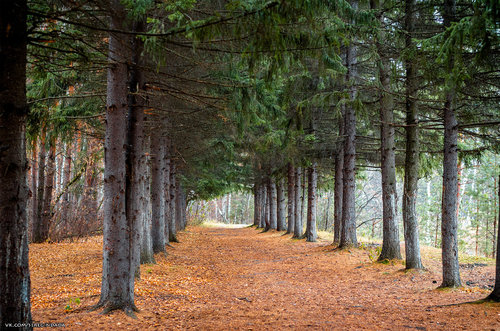 Без имени-50.jpg