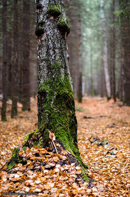 Без имени-38.jpg