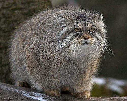 manul_pic.thumb.JPG.5ce8ba4c1d9abf6b03794293211f8da1.JPG